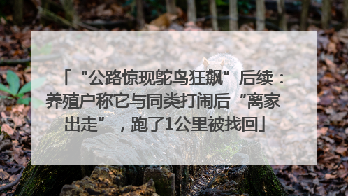 “公路惊现鸵鸟狂飙”后续：养殖户称它与同类打闹后“离家出走”，跑了1公里被找回