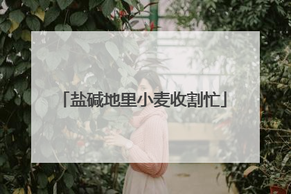 盐碱地里小麦收割忙