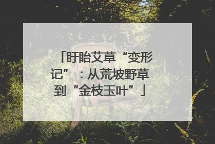 盱眙艾草“变形记”：从荒坡野草到“金枝玉叶”