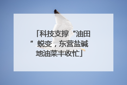科技支撑“油田”蜕变，东营盐碱地油菜丰收忙