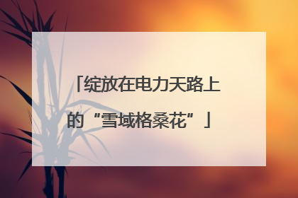 绽放在电力天路上的“雪域格桑花”