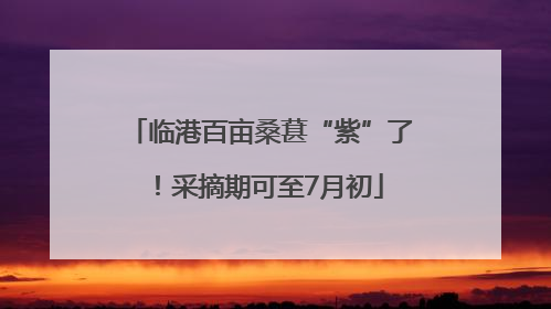 临港百亩桑葚“紫”了！采摘期可至7月初