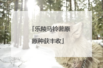 乐陵马铃薯原原种获丰收