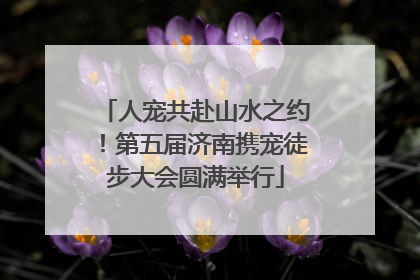 人宠共赴山水之约！第五届济南携宠徒步大会圆满举行