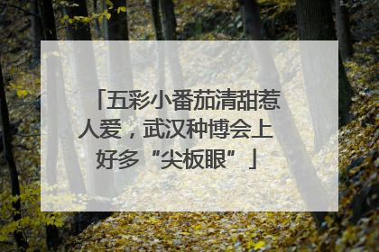 五彩小番茄清甜惹人爱，武汉种博会上好多“尖板眼”