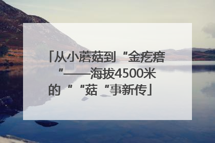从小蘑菇到“金疙瘩“——海拔4500米的““菇“事新传