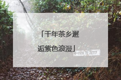 千年茶乡邂逅紫色浪漫