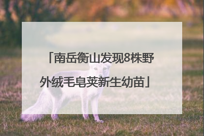 南岳衡山发现8株野外绒毛皂荚新生幼苗
