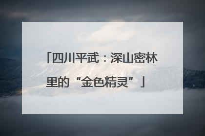 四川平武：深山密林里的“金色精灵”