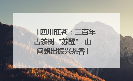 四川旺苍：三百年古茶树“苏醒” 山间飘出振兴茶香