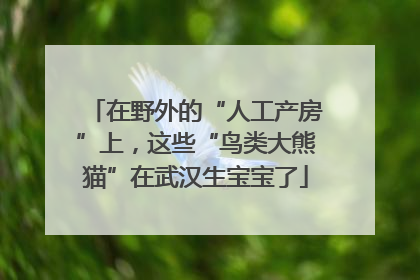 在野外的“人工产房”上，这些“鸟类大熊猫”在武汉生宝宝了