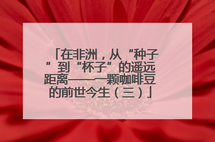 在非洲，从“种子”到“杯子”的遥远距离——一颗咖啡豆的前世今生（三）