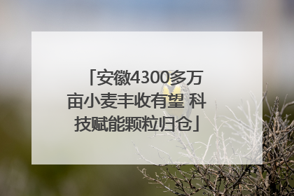 安徽4300多万亩小麦丰收有望 科技赋能颗粒归仓
