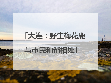 大连：野生梅花鹿与市民和谐相处