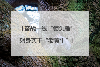 奋战一线“领头雁” 躬身实干“老黄牛”
