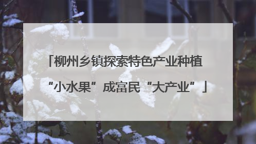 柳州乡镇探索特色产业种植 “小水果”成富民“大产业”