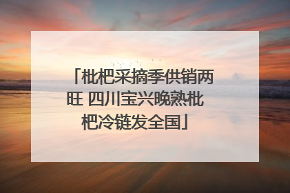枇杷采摘季供销两旺 四川宝兴晚熟枇杷冷链发全国