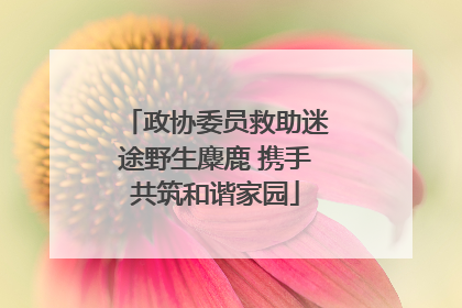 政协委员救助迷途野生麋鹿 携手共筑和谐家园
