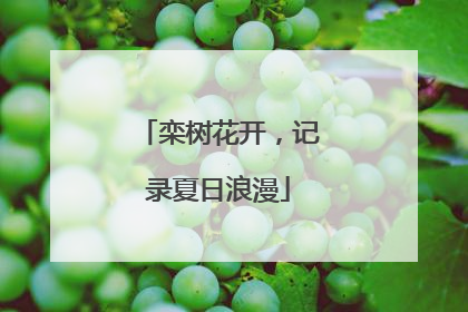栾树花开，记录夏日浪漫