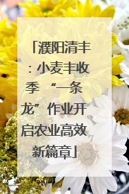 濮阳清丰：小麦丰收季 “一条龙”作业开启农业高效新篇章