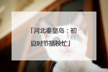 河北秦皇岛：初夏时节插秧忙