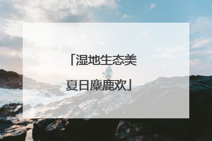 湿地生态美 夏日麋鹿欢
