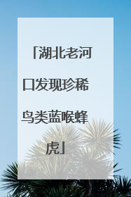 湖北老河口发现珍稀鸟类蓝喉蜂虎