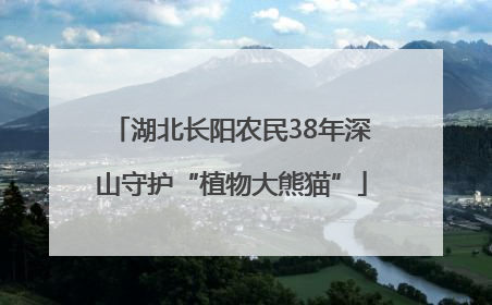 湖北长阳农民38年深山守护“植物大熊猫”