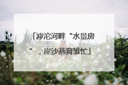 滹沱河畔“水景房”，崖沙燕育雏忙