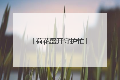 荷花盛开守护忙