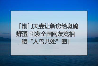 荆门夫妻让新房给斑鸠孵蛋 引发全国网友竞相晒“人鸟共处”图
