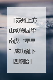 苏州上方山动物园华南虎“星星”成功诞下四胞胎