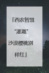 西农智慧“灌溉” 沙漠樱桃别样红