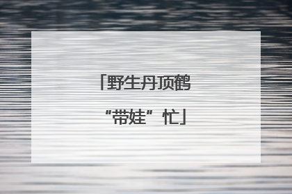 野生丹顶鹤“带娃”忙