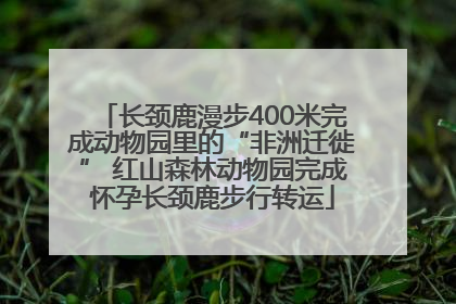 长颈鹿漫步400米完成动物园里的“非洲迁徙” 红山森林动物园完成怀孕长颈鹿步行转运