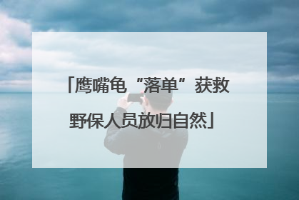 鹰嘴龟“落单”获救 野保人员放归自然