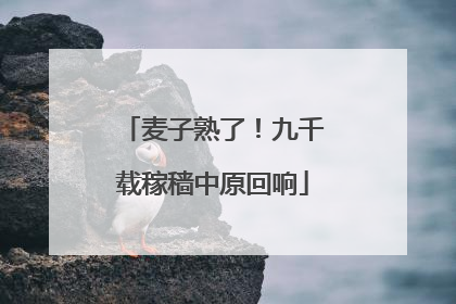 麦子熟了！九千载稼穑中原回响