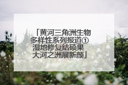 黄河三角洲生物多样性系列报道①湿地修复结硕果 大河之洲展新颜