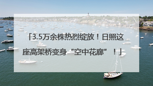 3.5万余株热烈绽放！日照这座高架桥变身“空中花廊”！